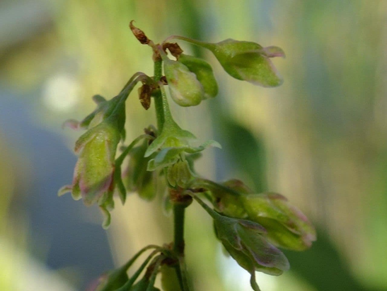 Fluss-Ampfer 10