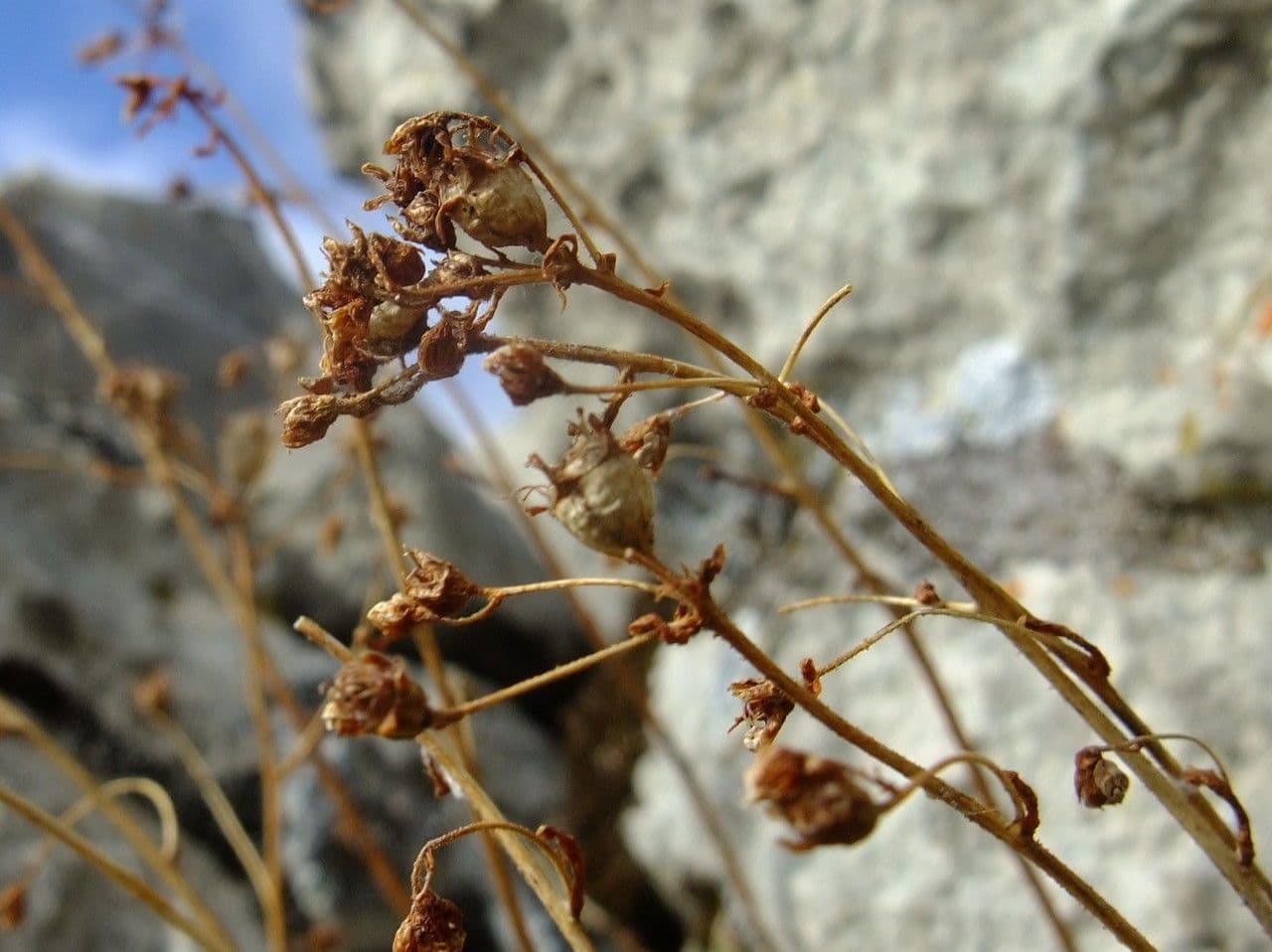 Saxifrage paniculée 4