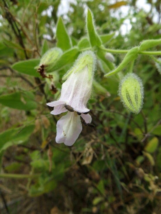 Salvia brocca 2