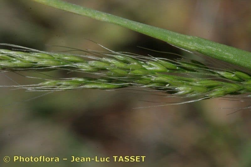 Apera interrupta 6