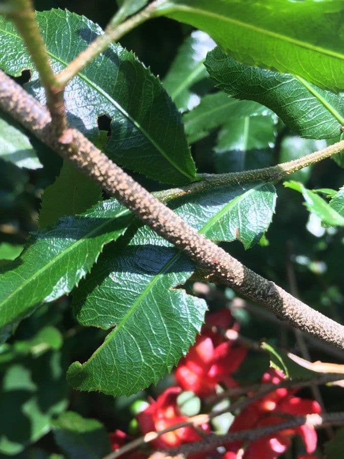 Ochna serrulata 23