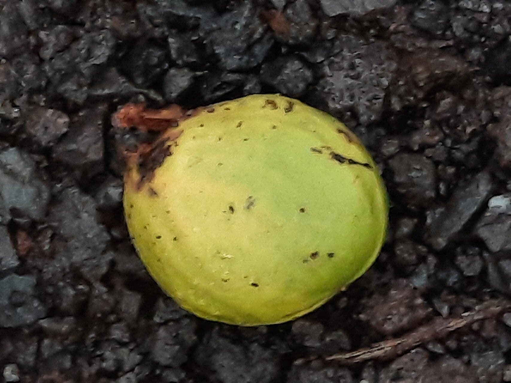Inocarpus 3