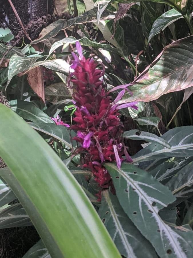 Pianta gamberetto viola
