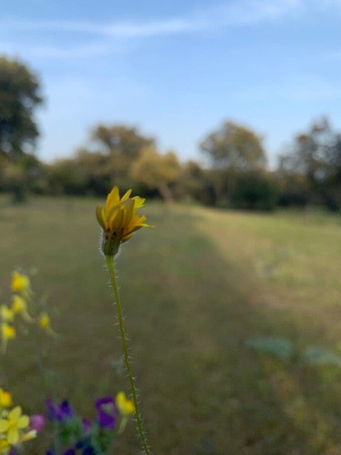 Anthyllis 17