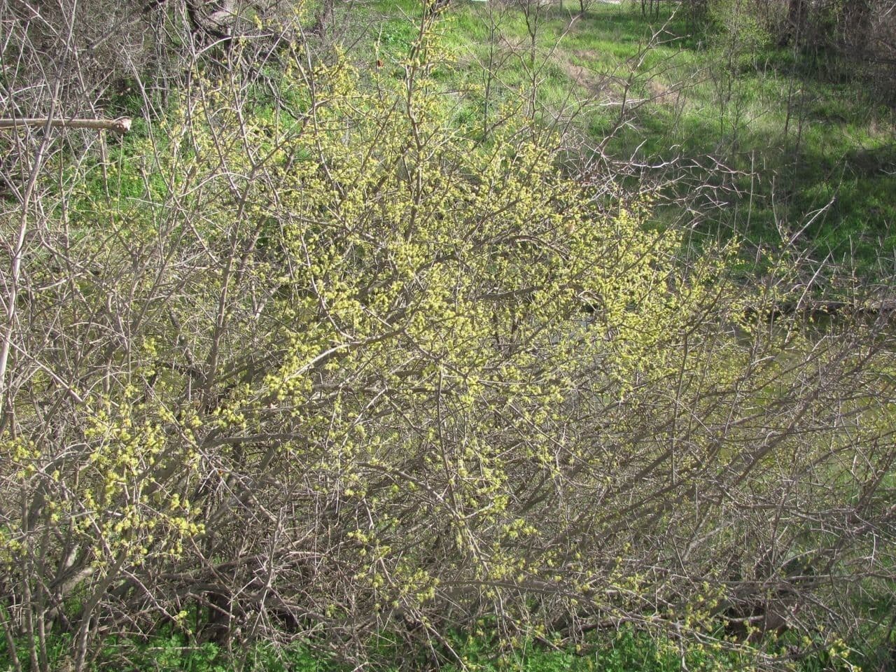Forestiera 12