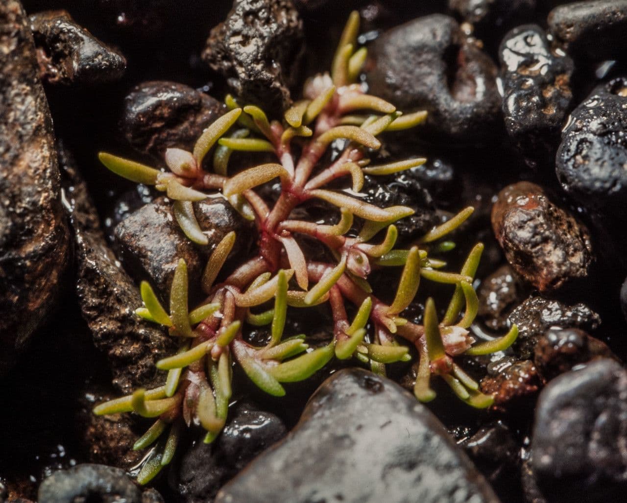 Crassula acquatica 5