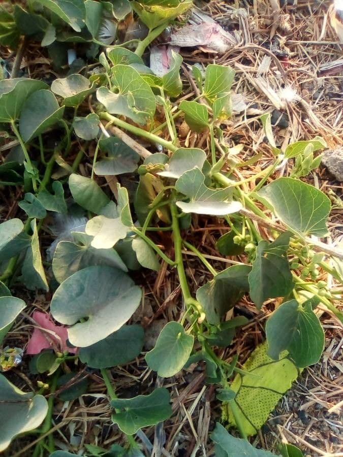 Ipomoea 15