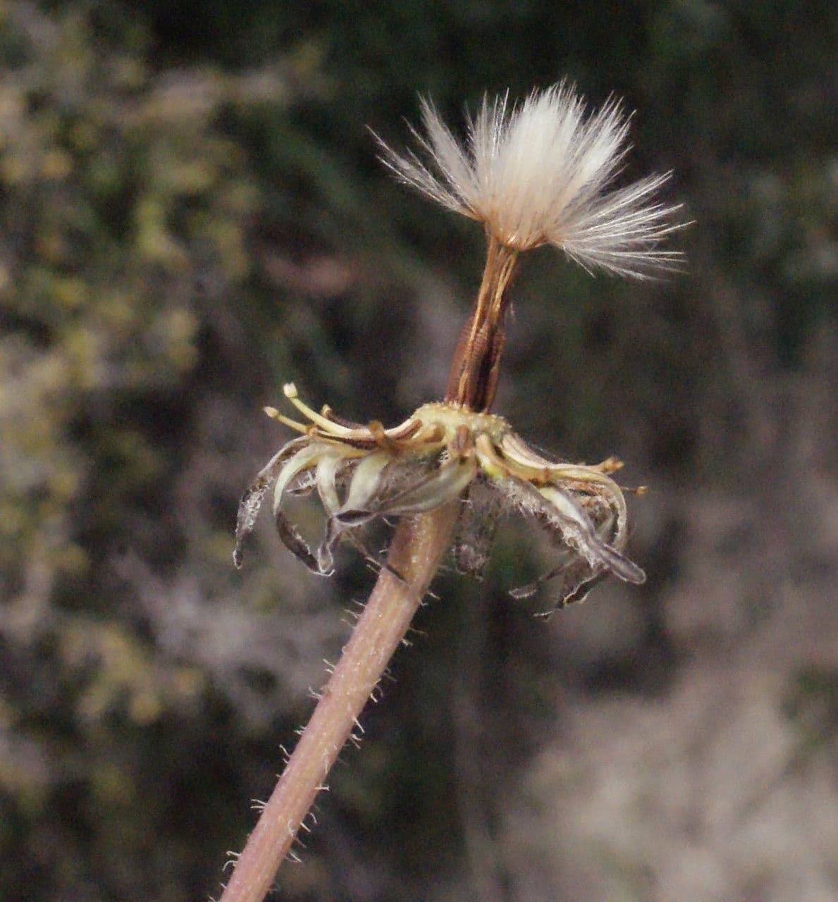 Leontodon tuberoso 3
