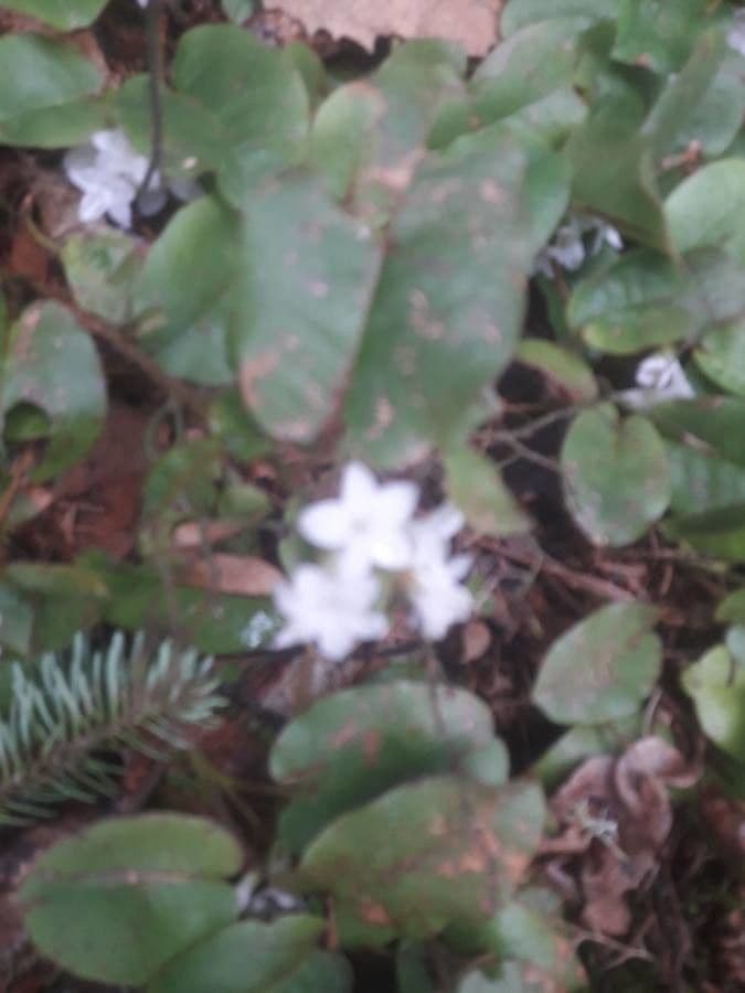 Epigaea repens 17