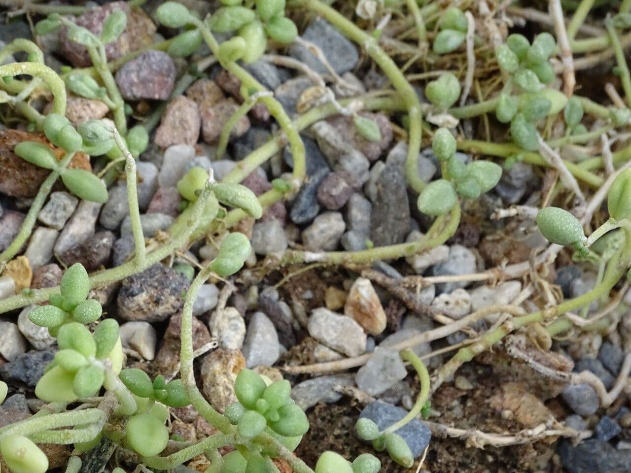 Monanthes 3