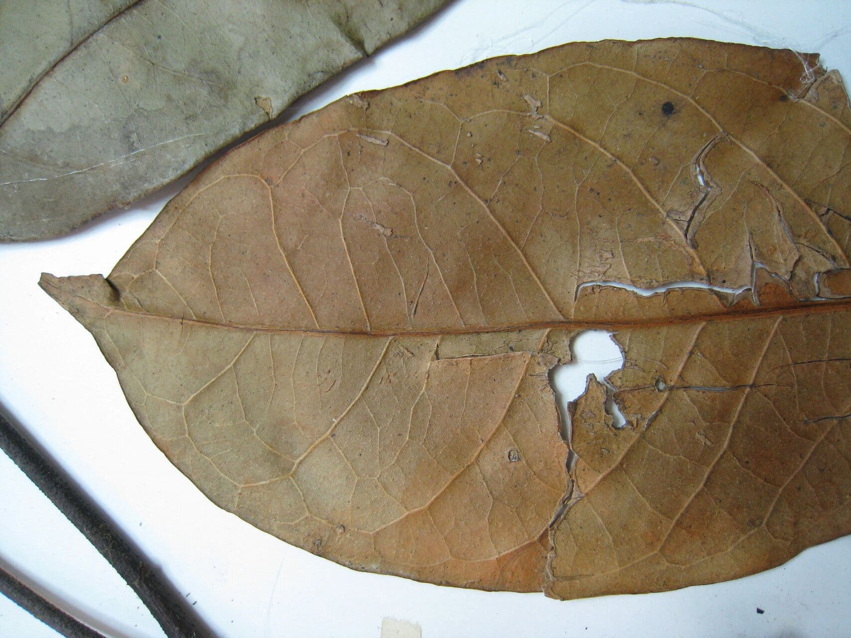 Tontelea 2