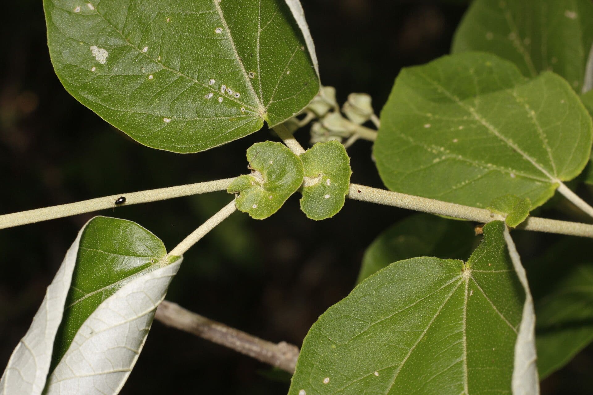 Croton 10