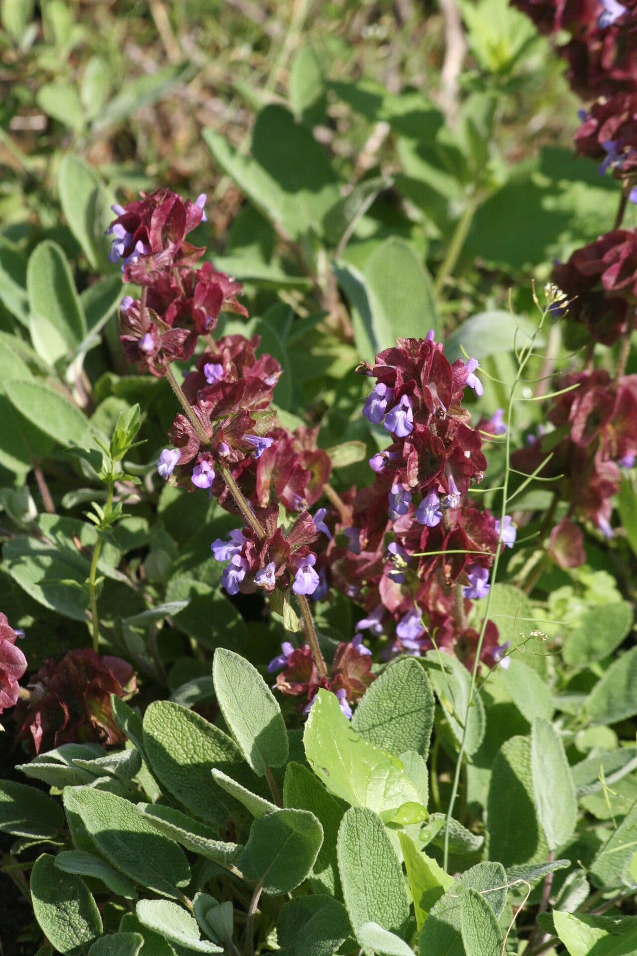 Salvia 3