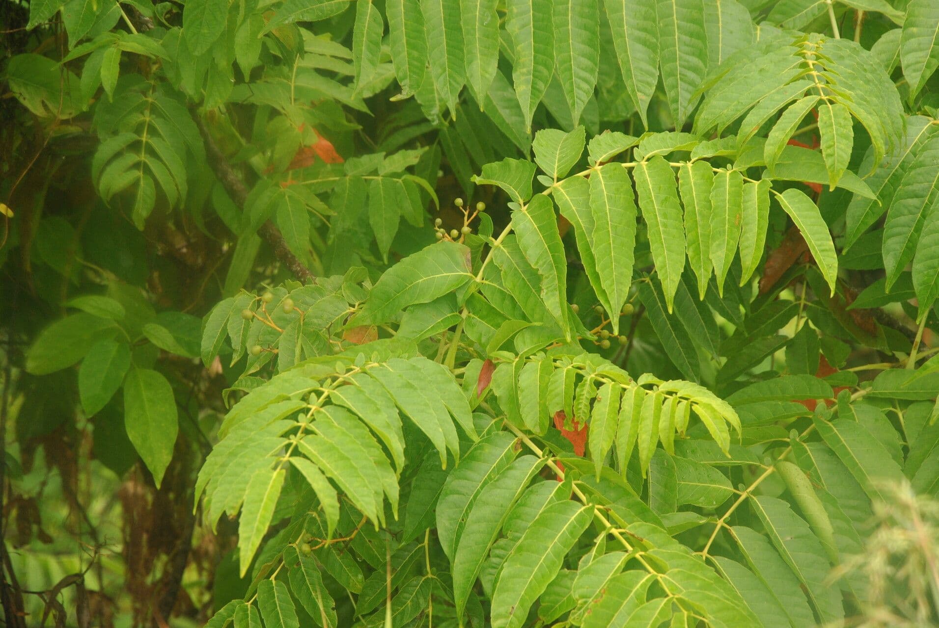 Sapindus rarak 3
