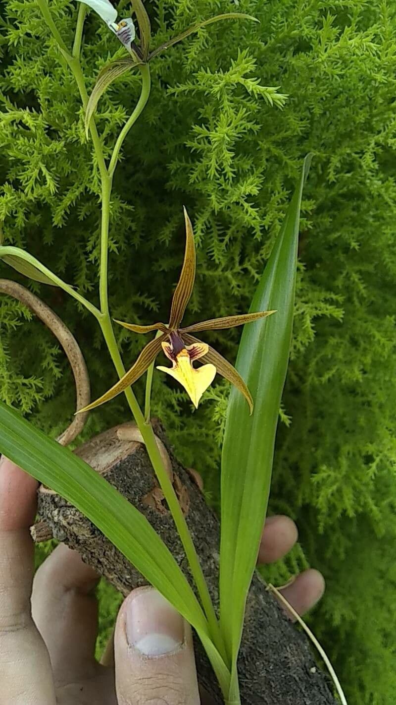 Prosthechea pasterka