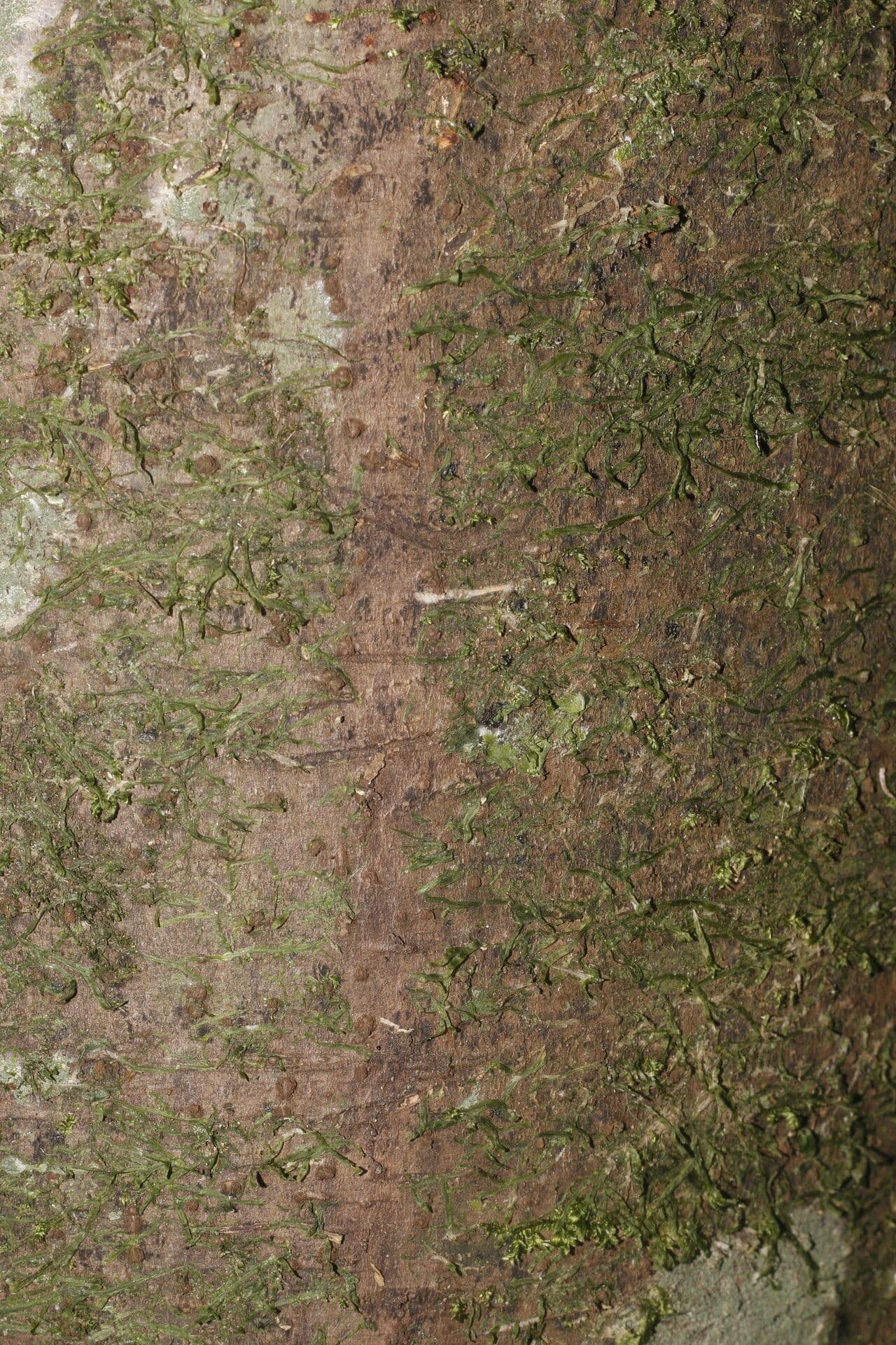 Ocotea 8