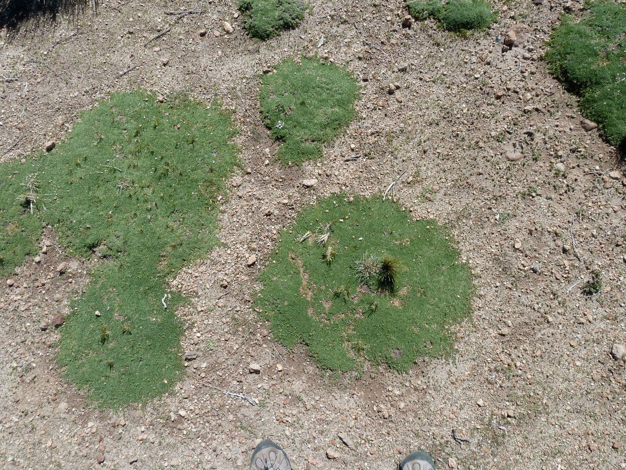 Arenaria 8