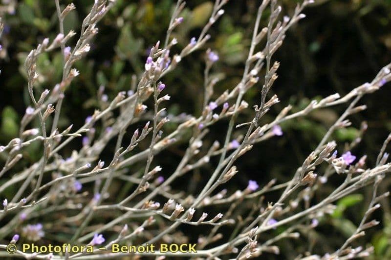Limonium 19