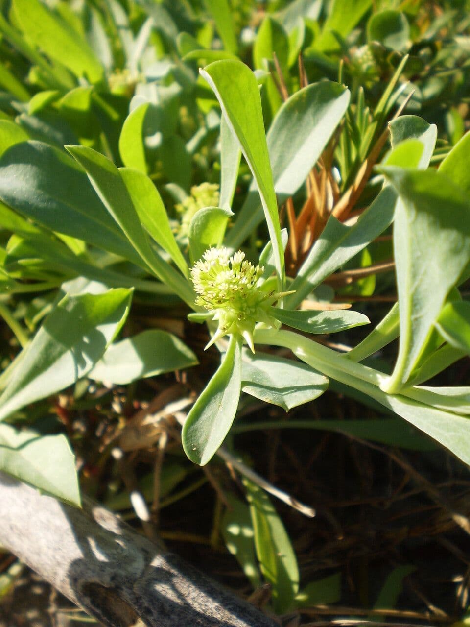 Acicarpha 3