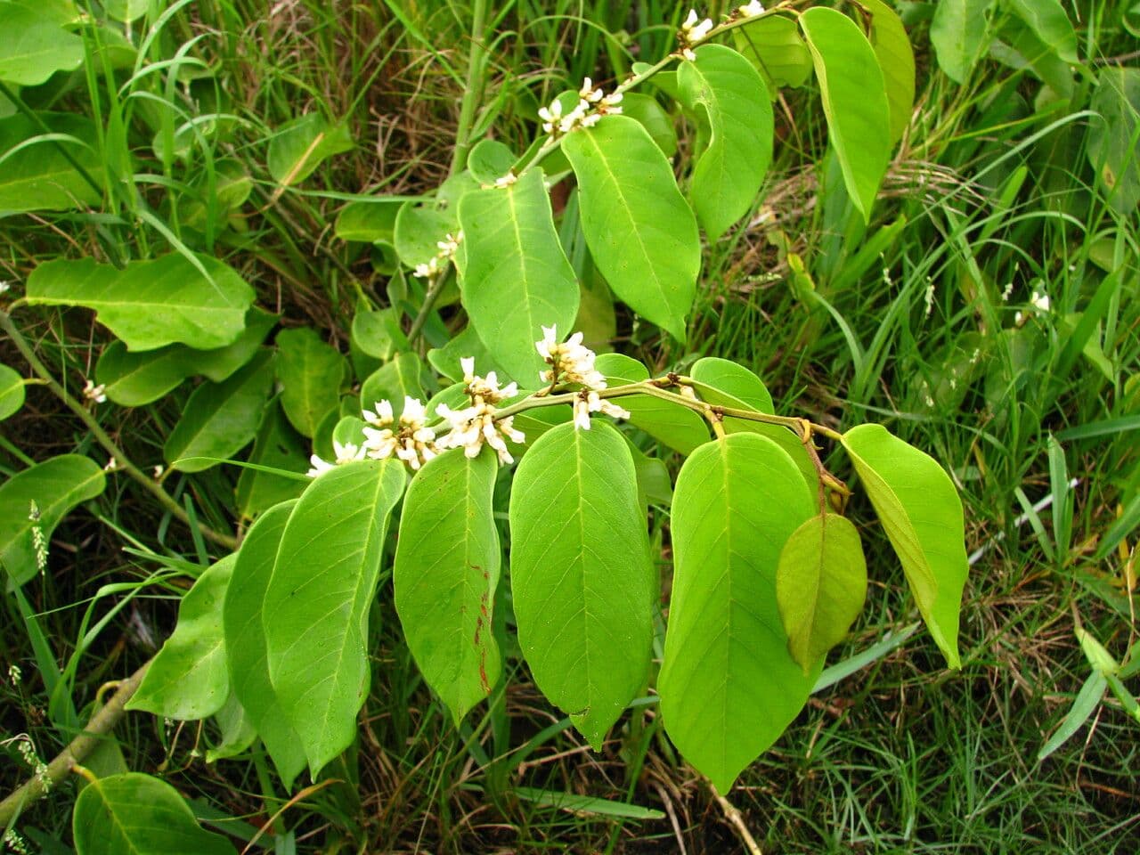 Dalbergia ecastaphyllum 15