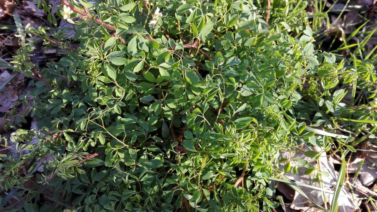 Corydalis claviculata 13