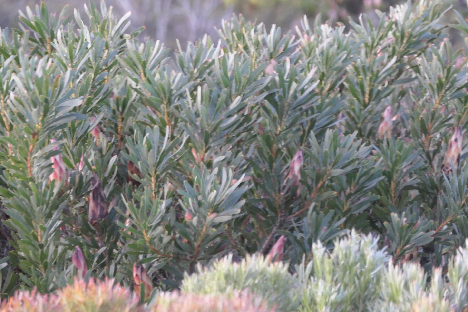 Protea 11