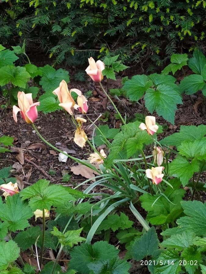 Clusius-Tulpe 10