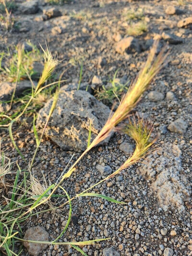 Aristida congesta 4