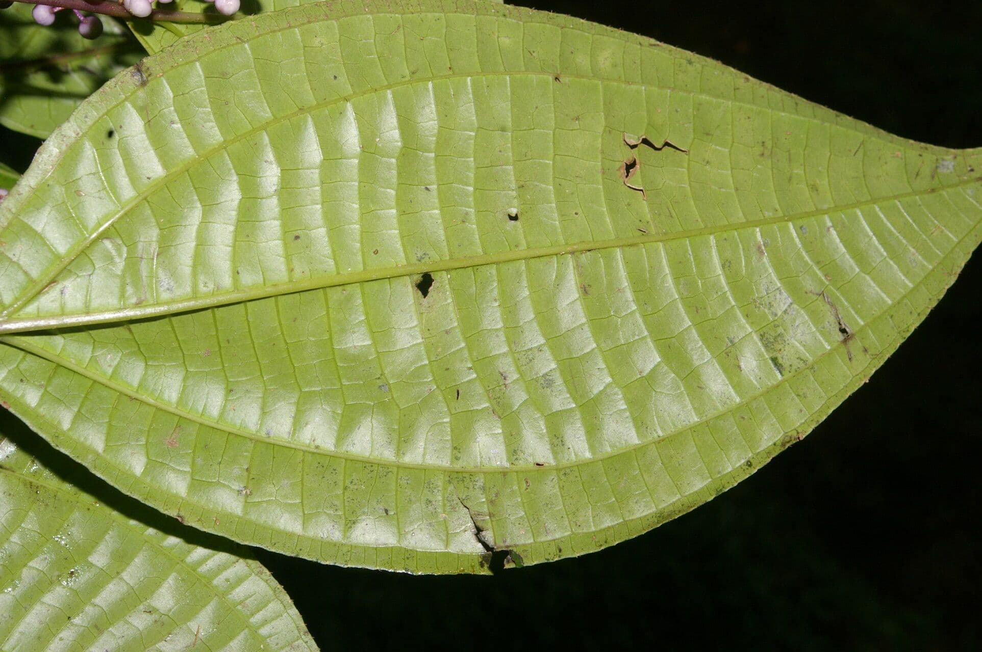 Miconia 13
