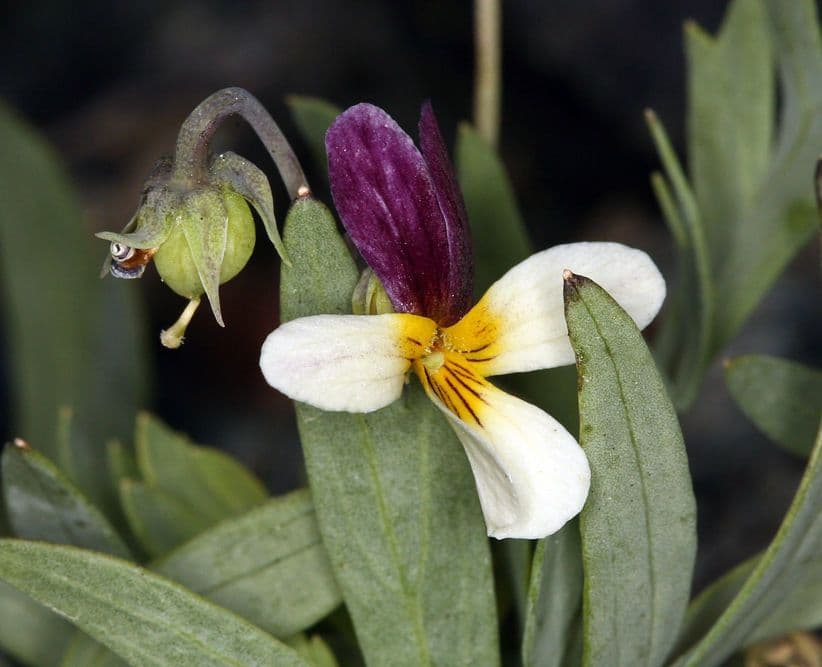 Viola
