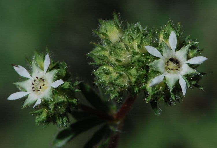 Horkelia tridentata 4