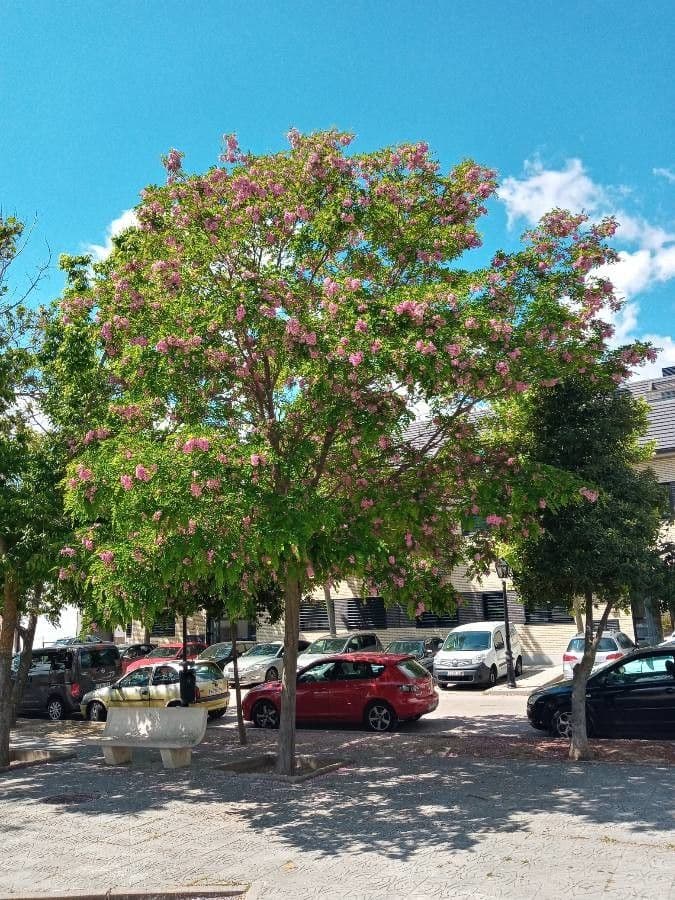 Robinia ispida 12