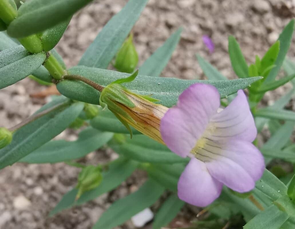 Graciola lekárska 4