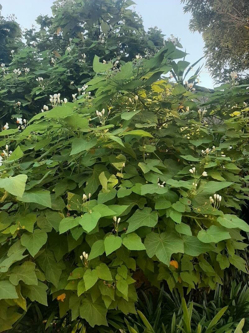 Sparmannia 7