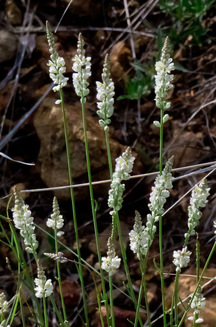 Polygale blanc 3
