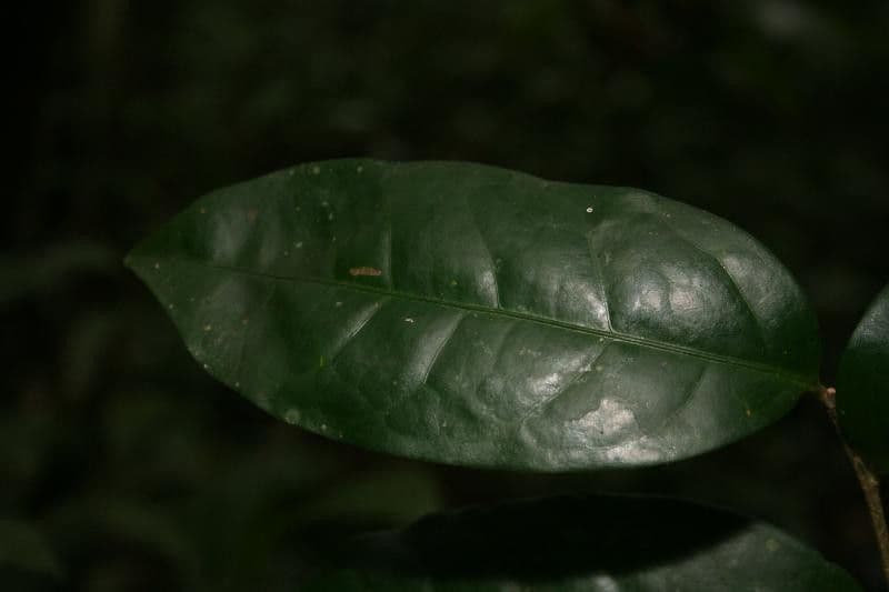 Drypetes variabilis 8