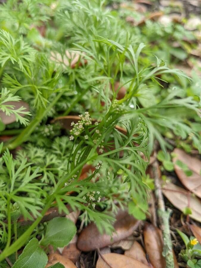 Ciclosperma 11