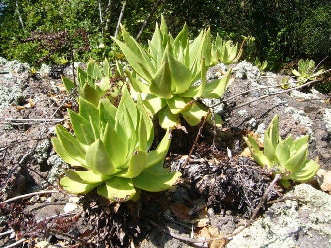 Dudleja 5
