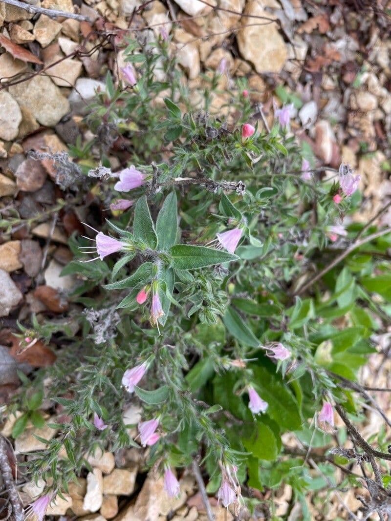 Echium rosulatum 10