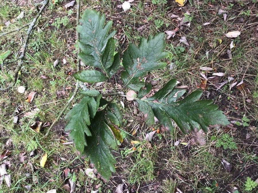 Sorbo pseudofennica