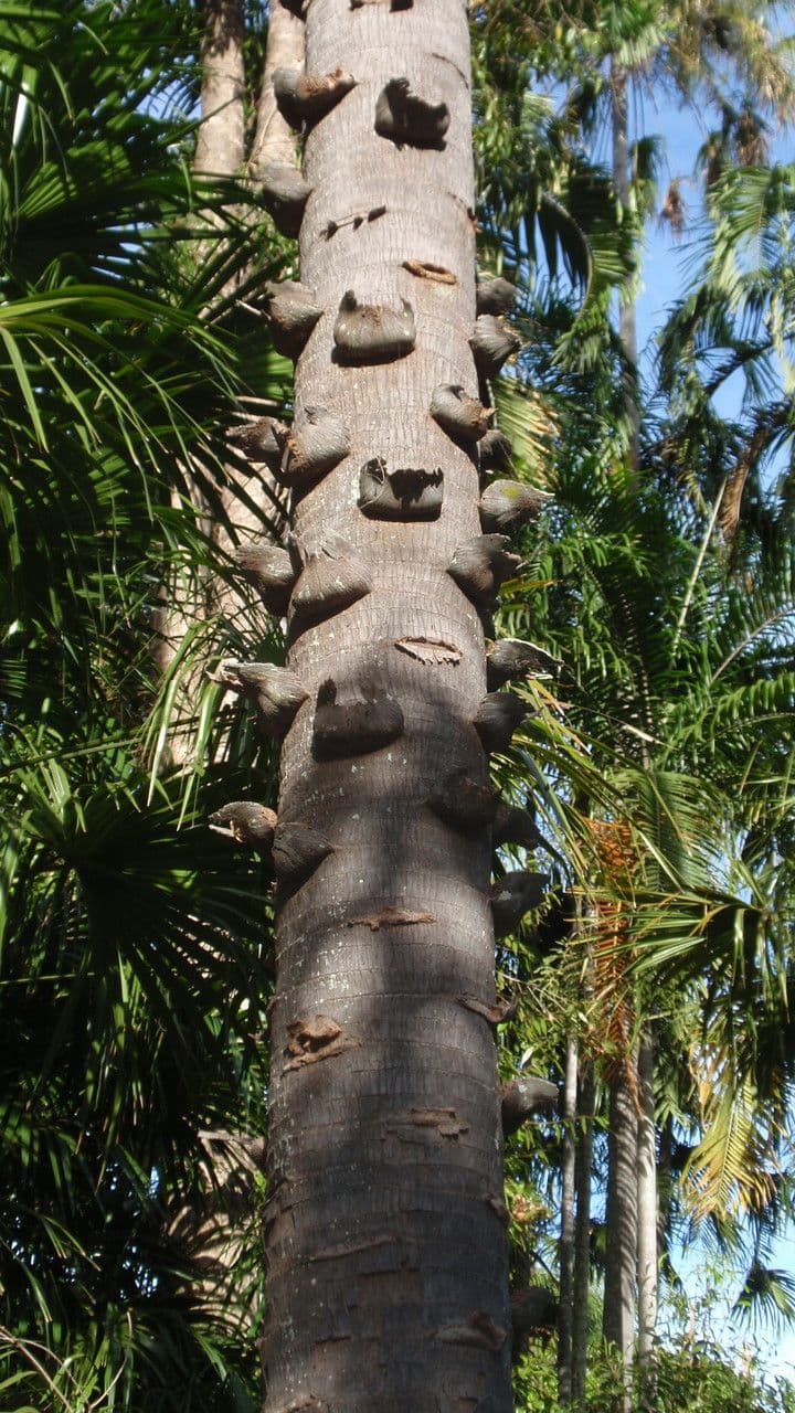 Palma de repollo 11