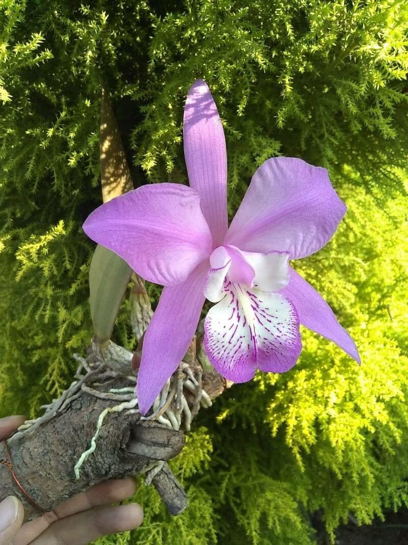 Laelia magnifica