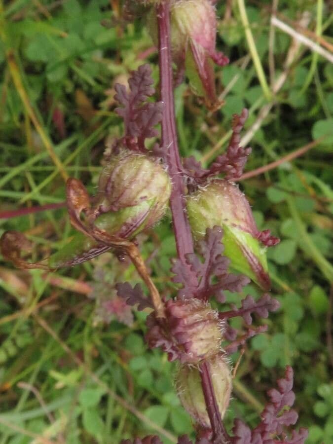Pedicolare palude 5