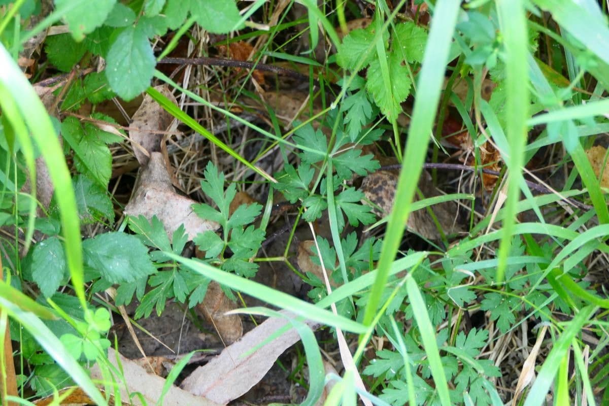 Physospermum della Cornovaglia 2