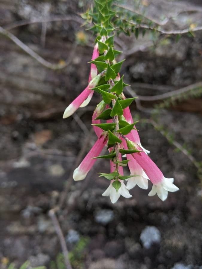 Fuchsienheide 2