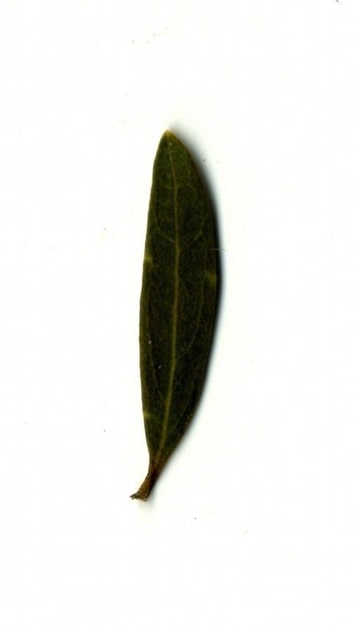 Schmalblättrige Steinlinde 26