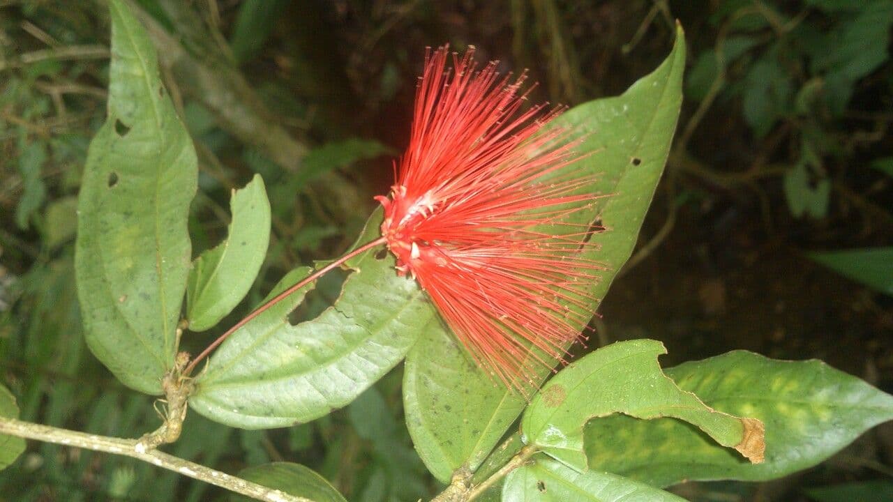 Calliandra 13