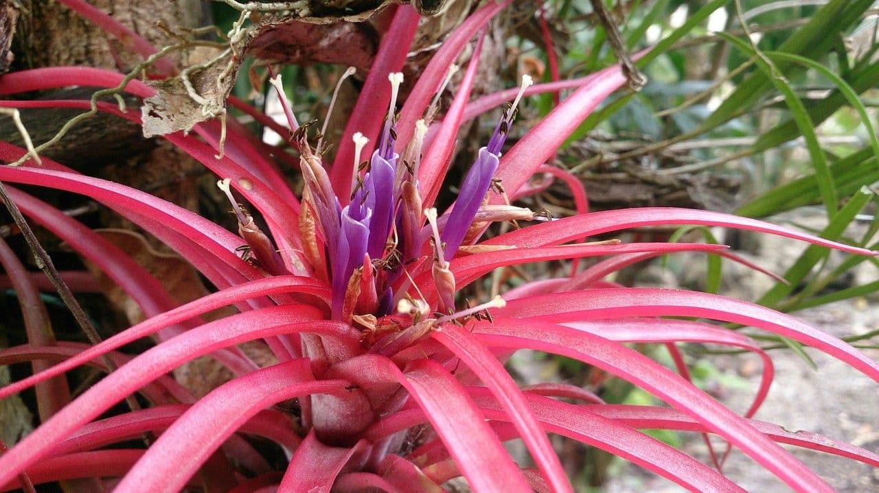 Tillandsia brachycaulos 3