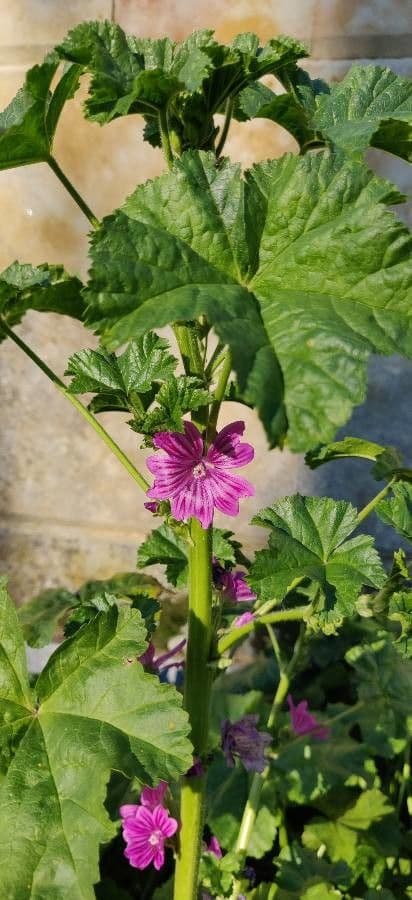 Malva selvatica 13