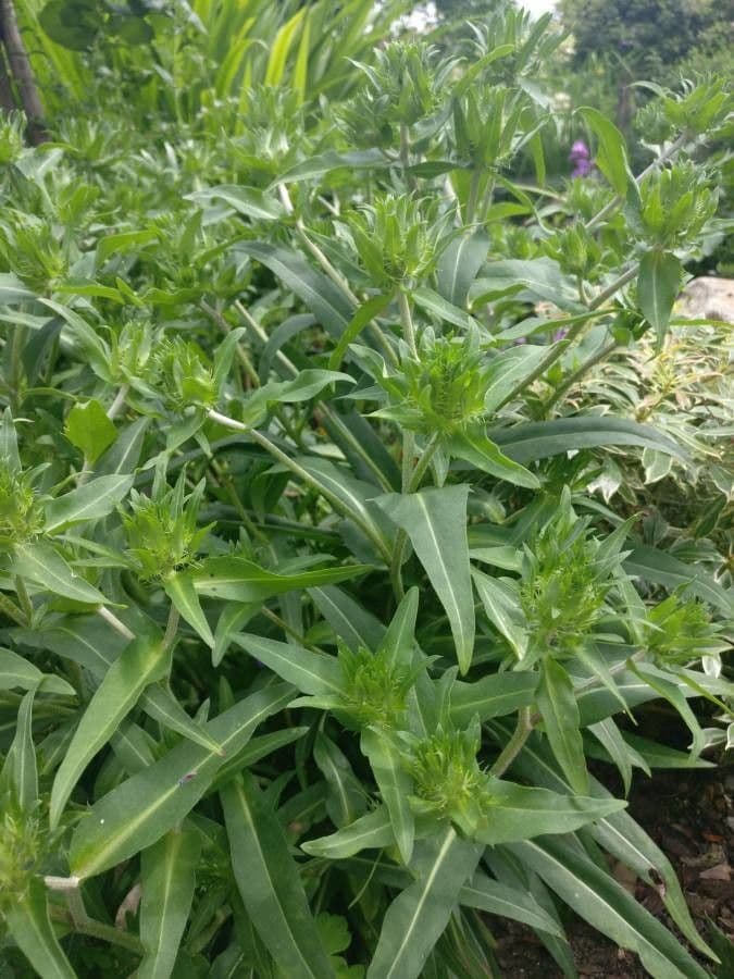 Stokesia laevis 14